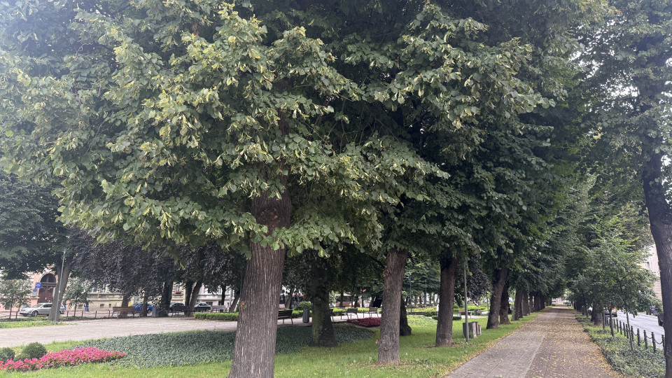 Trzysta drzew przejdzie szczegółowy przegląd w Słupsku